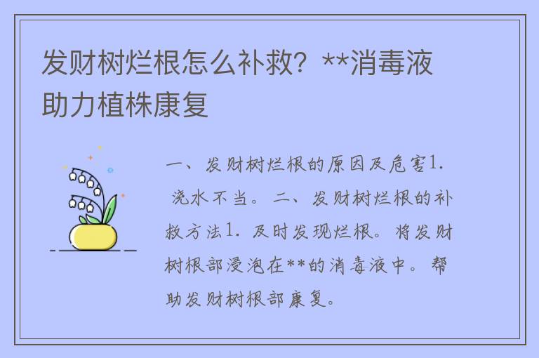 发财树烂根怎么补救？**消毒液助力植株康复