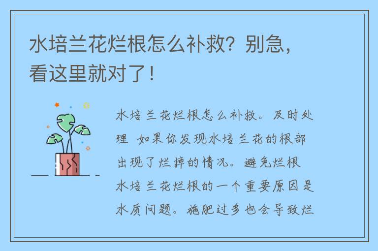 水培兰花烂根怎么补救？别急，看这里就对了！