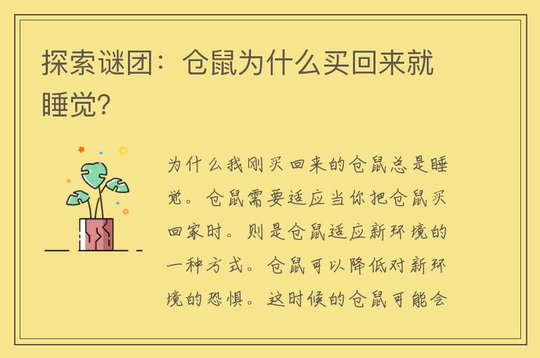 探索谜团：仓鼠为什么买回来就睡觉？