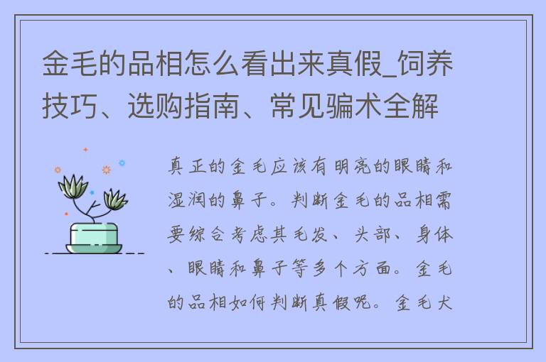 金毛的品相怎么看出来真假_饲养技巧、选购指南、常见骗术全解析。